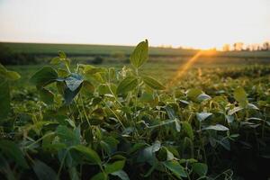 Open soybean field at sunset.Soybean field . photo