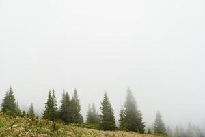 Early morning in a Carpathian foggy valley photo