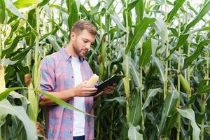 Young attractive man with beard checking corn cobs in field in late summer photo