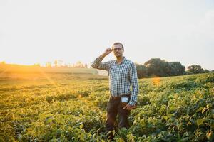 Agronomist inspecting soya bean crops growing in the farm field. Agriculture production concept. young agronomist examines soybean crop on field in summer. Farmer on soybean field photo