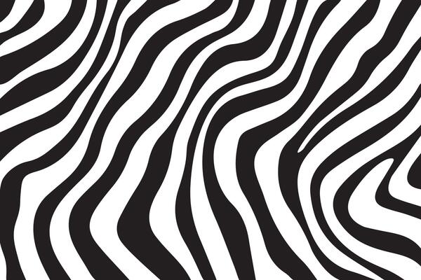 Background with zebra stripes. Horizontal banner with stylish bold curved lines. Black and white wallpaper. Vector illustration.