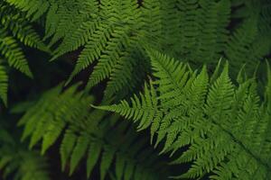 Beautiful fern leaves green foliage natural floral pattern fern background. Wallpaper of forest trees greenery copy space. Sunlight photo