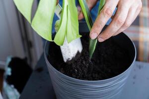 Man gardener hands transplant monstera house plant in pot. Concept of home gardening and planting flowers in pot. Taking care of home plants. Spring replanting photo