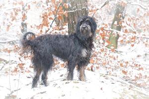 Goldendoodle in the snow. Snowy forest. Black curly fur with light brown markings photo