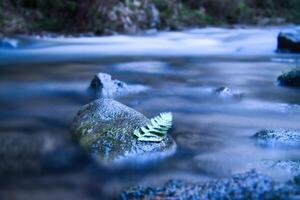 Long exposure of a river, stones with fern leaf in the foreground. Forest background photo