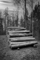 Stacked tree trunks by the wayside in the forest in black and white. Tree material photo