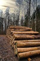 Stacked tree trunks by the side of the road in the forest. Tree material photo