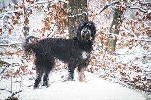 Doodle dorado en el nieve. Nevado bosque. negro Rizado piel con ligero marrón marcas foto