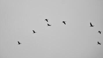 grúas mosca en v formación en el cielo. migratorio aves en el Darse. negro blanco foto