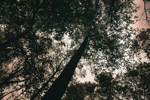 ver dentro el corona de un caduco árbol en el bosque. hacia arriba a lo largo el maletero foto