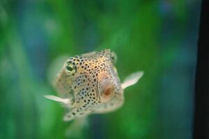 small spotted puffer fish in green salt water. Fish species from the sea. Close-up of an underwater animal photo