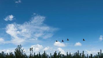 Cranes fly over trees in a forest. Migratory birds on the Darss. Wildlife of birds photo