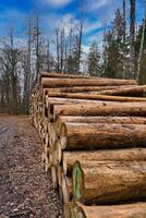 Stacked tree trunks by the side of the road in the forest. Tree material photo