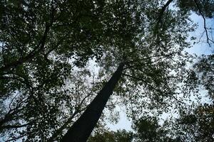 ver dentro el corona de un caduco árbol en el bosque. hacia arriba a lo largo el maletero foto