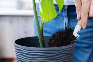 Transplanting home potted plant monstera into new pot. Waking Up Indoor Plants. Replant in new ground, male hands caring for tropical plant, sustainability and environment. Spring Houseplant Care photo