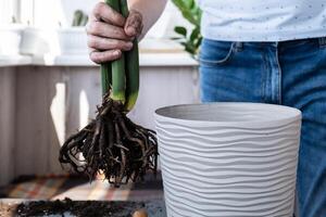 Man doing replant zamioculcas to new pot at home. Cleaning roots. Pulling plant with roots from pot, close-up. Florist gardening at home. Leisure free time hobby photo