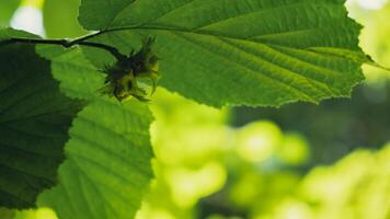 Large hazelnuts grow in the forest on green bush. Nuts Food for brain, healthy natural organic wild grown wild harvested. Seasonal sustainable countryside harvest farm cobnuts with leaves in garden. Background of growing nuts photo