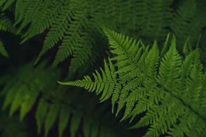 Beautiful fern leaves green foliage natural floral pattern fern background. Wallpaper of forest trees greenery copy space. Sunlight photo