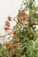 Tomatoes are hanging on a branch in the greenhouse. photo
