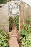 grande invernaderos para creciente hecho en casa vegetales. el concepto de jardinería y vida en el país. foto