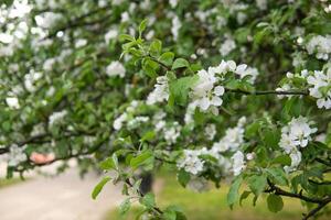 Blooming Apple tree branches with white flowers close-up. photo