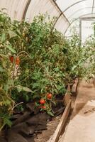 Tomatoes are hanging on a branch in the greenhouse. The concept of gardening and life in the country. A large greenhouse for growing homemade tomatoes. photo