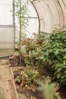 Tomatoes are hanging on a branch in the greenhouse. The concept of gardening and life in the country. A large greenhouse for growing homemade tomatoes. photo