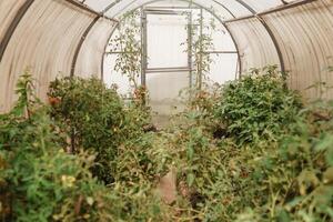 Tomatoes are hanging on a branch in the greenhouse. The concept of gardening and life in the country. A large greenhouse for growing homemade tomatoes. photo