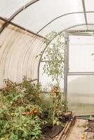 Tomates son colgando en un rama en el invernadero. el concepto de jardinería y vida en el país. un grande invernadero para creciente hecho en casa Tomates. foto