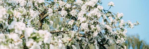 Blooming Apple tree branches with white flowers close-up. photo