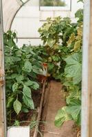 Cucumbers hang on a branch in the greenhouse. The concept of gardening and life in the country. photo