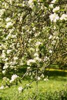 floreciente manzana árbol ramas con blanco flores de cerca. foto