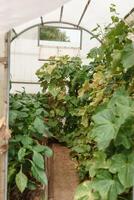 Cucumbers hang on a branch in the greenhouse. The concept of gardening and life in the country. photo
