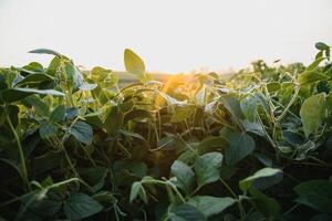 Open soybean field at sunset.Soybean field . photo