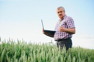 mayor granjero en archivado examinando joven trigo corp y mirando a ordenador portátil foto