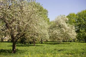 floreciente manzana árbol ramas con blanco flores de cerca. foto