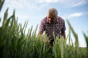 Agricultural engineer at the field inspection. Farmer stands in wheat field with folder in hands checks the harvest. photo