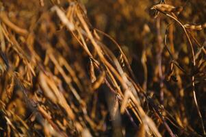 Soy field and ripe soy plants at sunrise. Soy agriculture photo