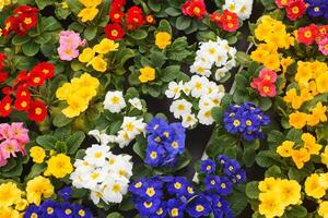 Colorful background from garden of flowers and berries, top view. photo