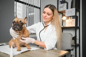 Female Vet Examining French Bulldog photo