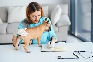 alegre joven veterinario tomando cuidado y examinando un hermosa mascota perro francés buldog foto