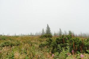 Early morning in a Carpathian foggy valley photo