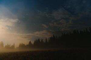 Forest against the background of the starry sky in the Carpathian mountains photo