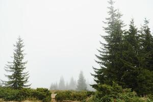 Early morning in a Carpathian foggy valley photo