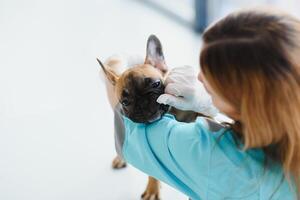 Happy veterinarian doctor hugs puppy in vet clinic. Empty space for text photo