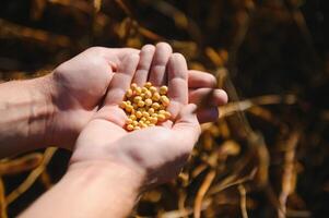 Farmer's hand holding soybean seeds. Healthy Organic Product. Good harvest concept. photo