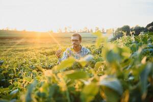 A farmer inspects a green soybean field. The concept of the harvest photo