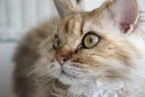 Selkirk Rex cat looking towards the light, half-sitting on the window photo