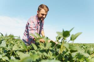 Young farmer in soybean fields photo