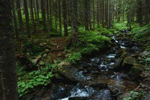 Mountain stream in green forest at spring time photo